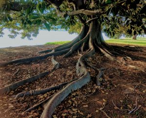 banyan tree health hawaii
